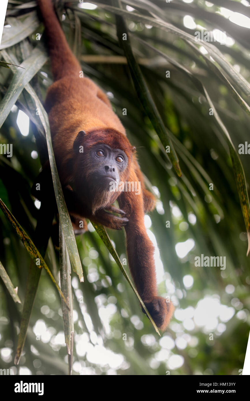 Amazon Jungle in Peru. Photos captured while on a jungle trip to the