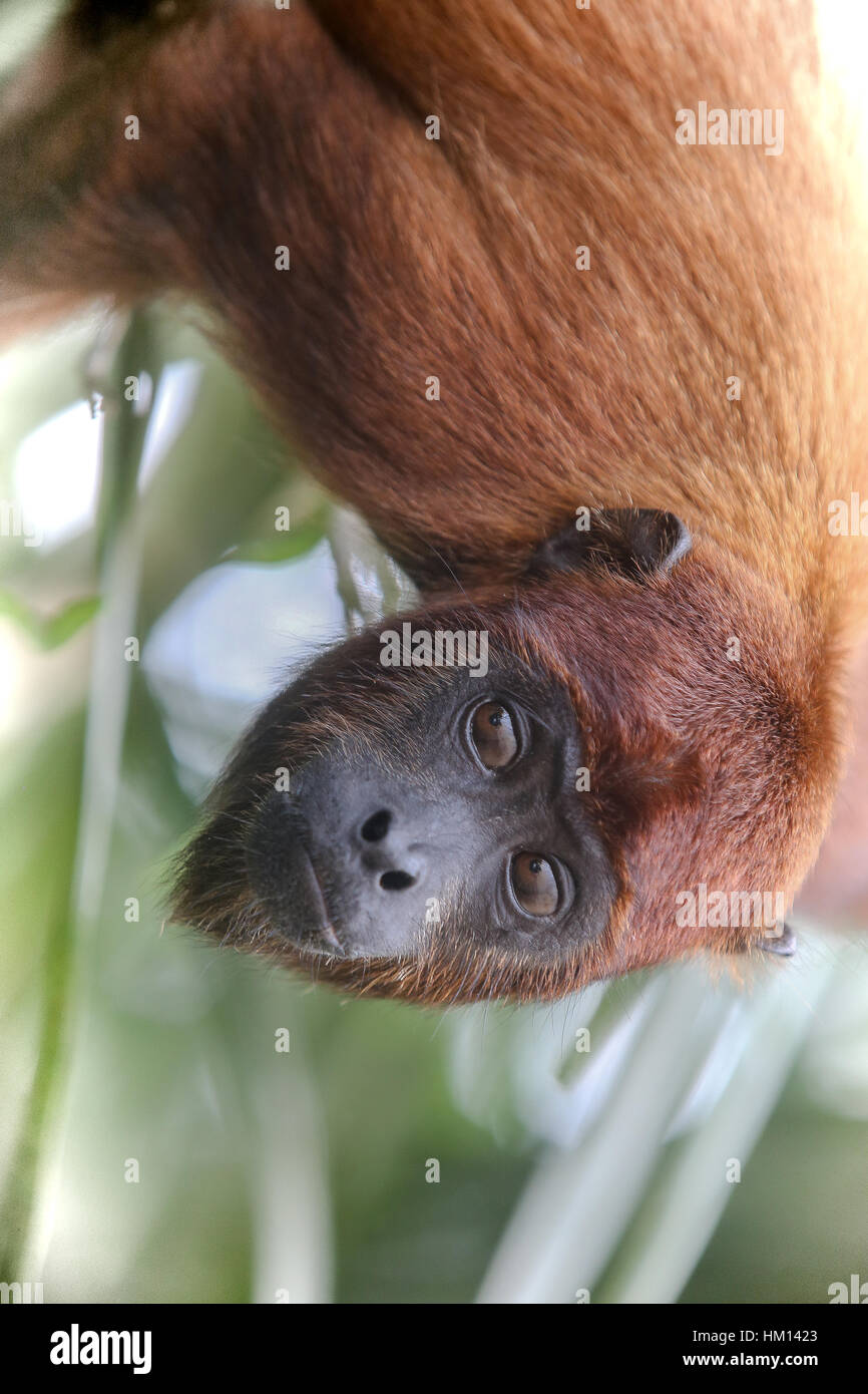 Amazon Jungle in Peru. Photos captured while on a jungle trip to the