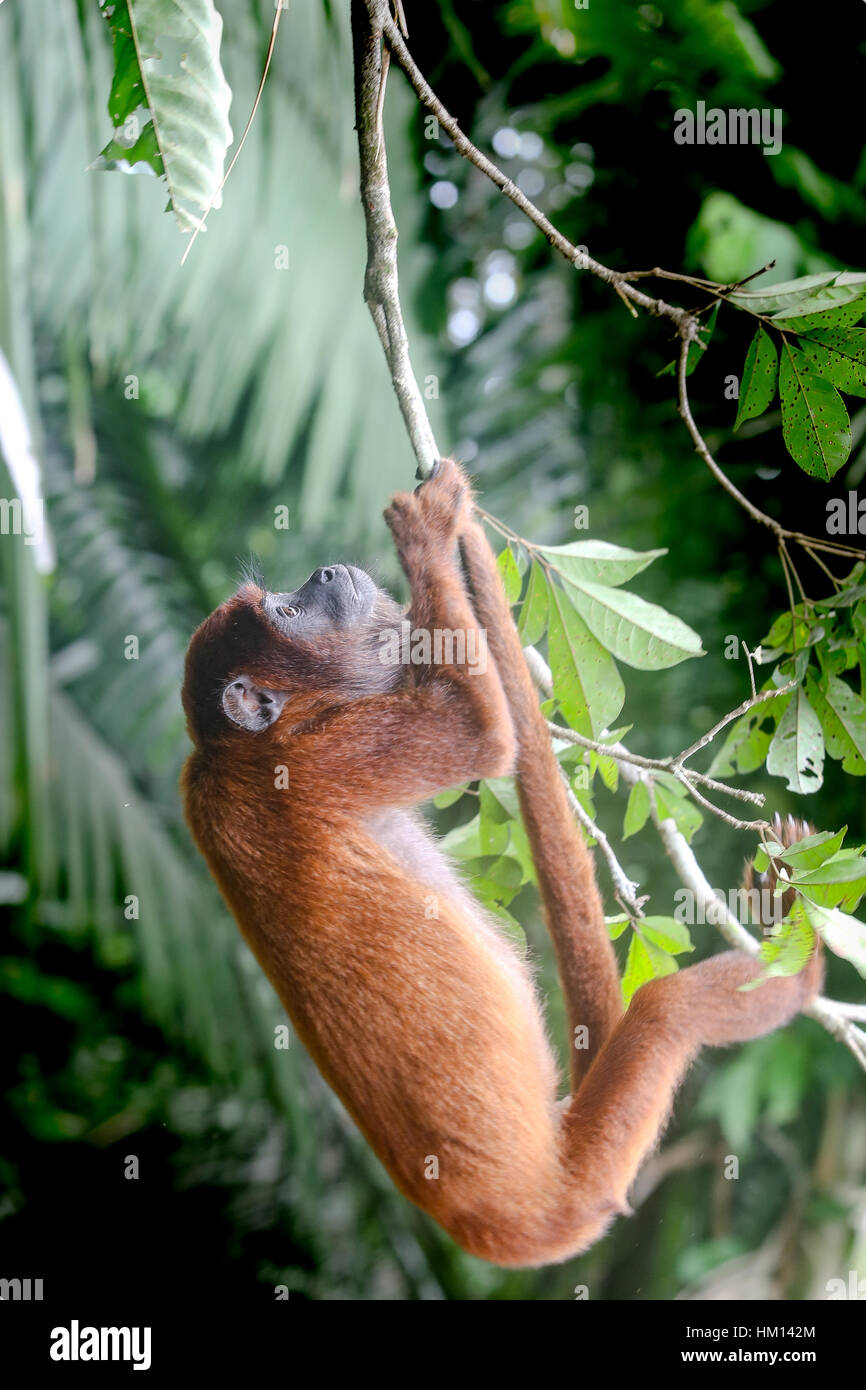 Amazon Jungle in Peru. Photos captured while on a jungle trip to the