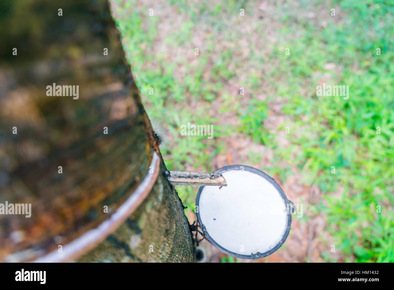 Tree Milkissue Milk of rubber tree flows into a bowl Stock Photo - Alamy