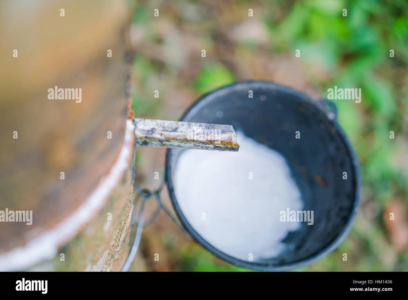 Tree Milkissue Milk of rubber tree flows into a bowl Stock Photo - Alamy
