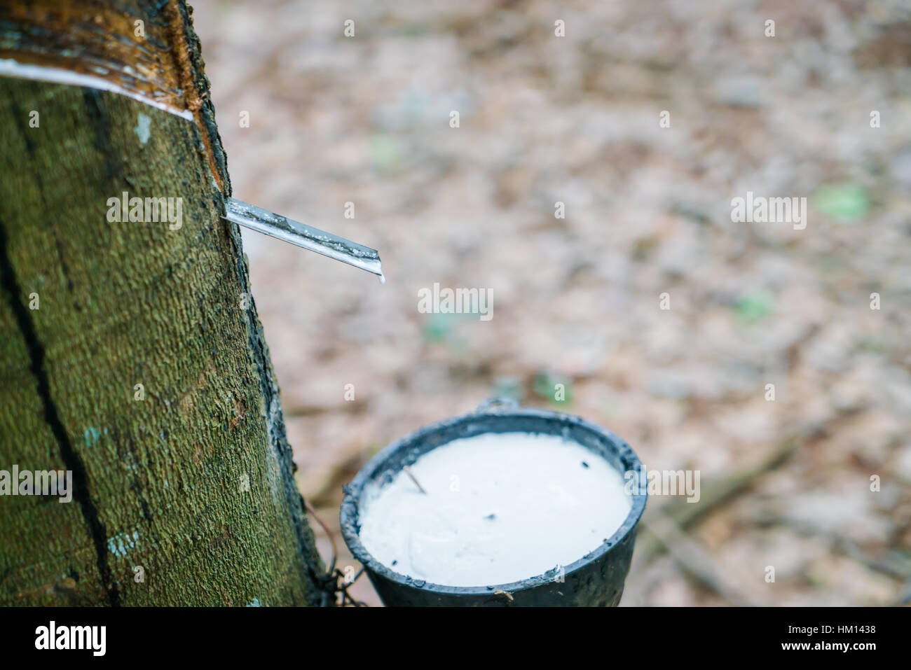 Tree Milkissue Milk of rubber tree flows into a bowl Stock Photo - Alamy