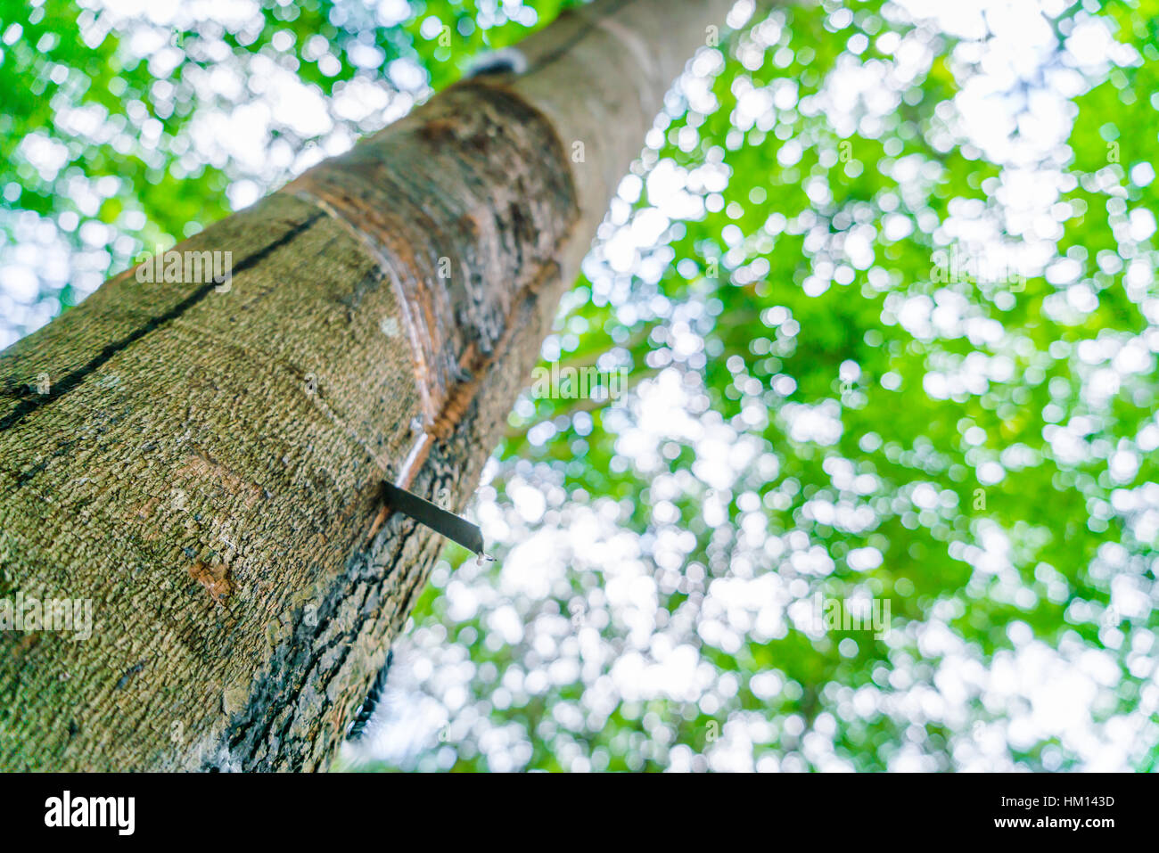 Tree Milkissue Milk of rubber tree flows into a bowl Stock Photo - Alamy