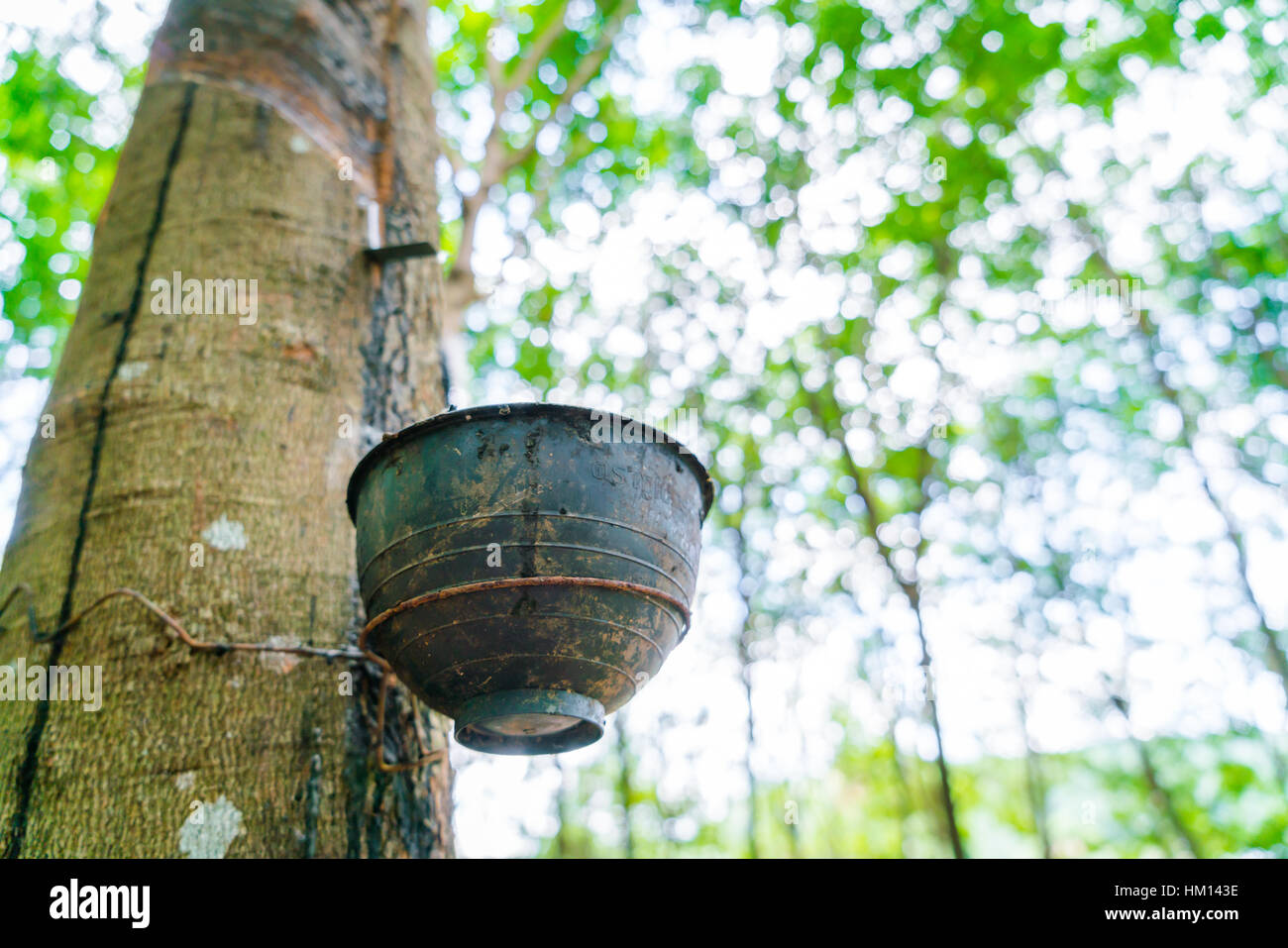 Tree Milkissue Milk of rubber tree flows into a bowl Stock Photo - Alamy