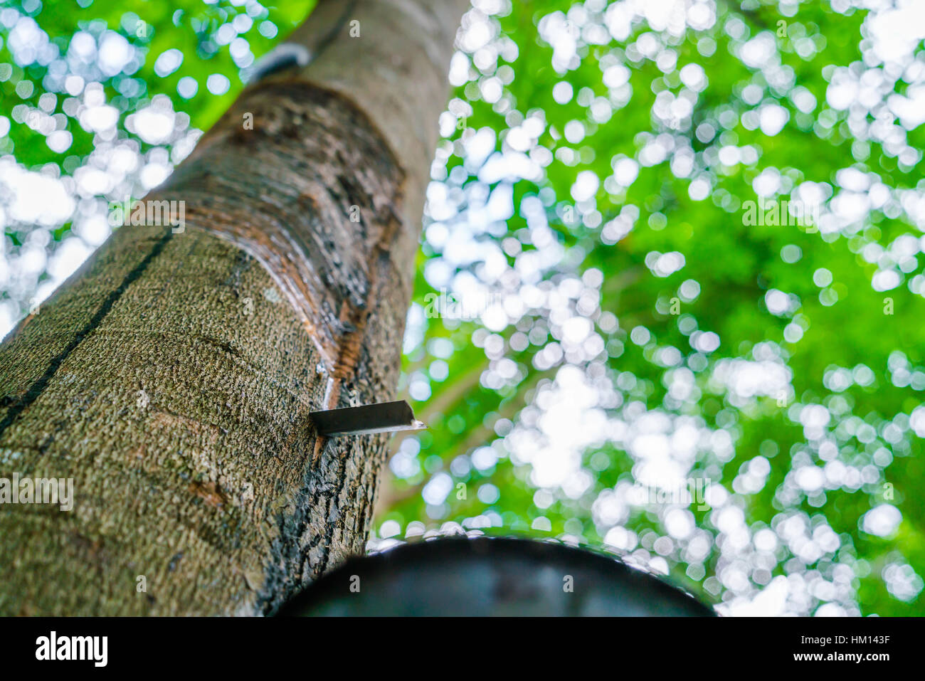 Tree Milkissue Milk of rubber tree flows into a bowl Stock Photo - Alamy