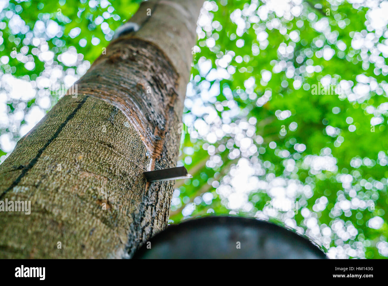 Tree Milkissue Milk of rubber tree flows into a bowl Stock Photo - Alamy