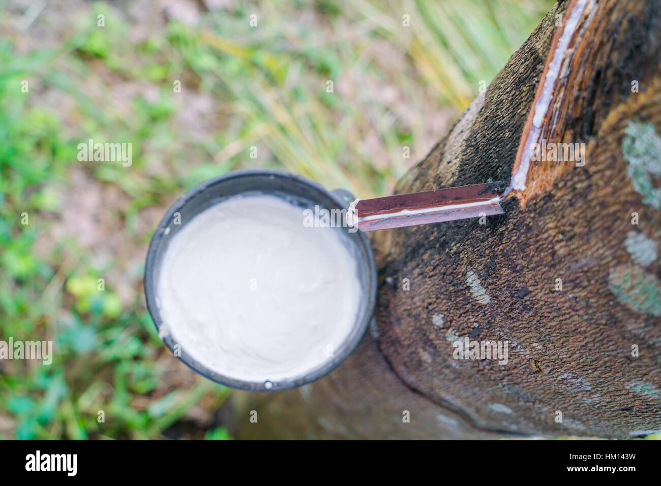 Milk of rubber tree flows into a bowl Stock Photo Alamy
