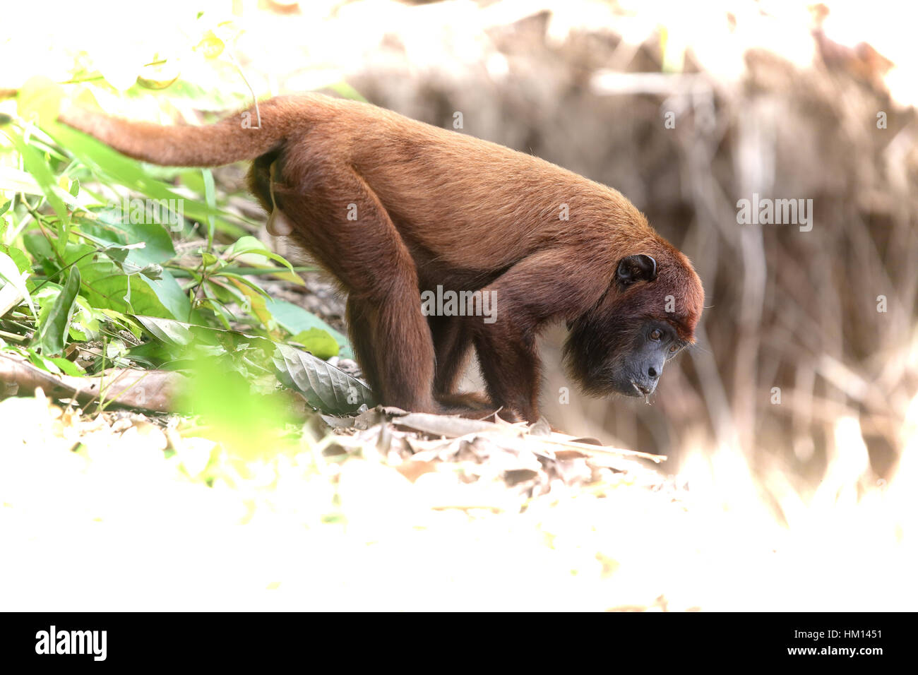 Amazon Jungle in Peru. Photos captured while on a jungle trip to the
