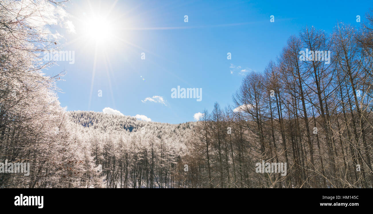 Frozen trees in winter with blue sky Stock Photo - Alamy