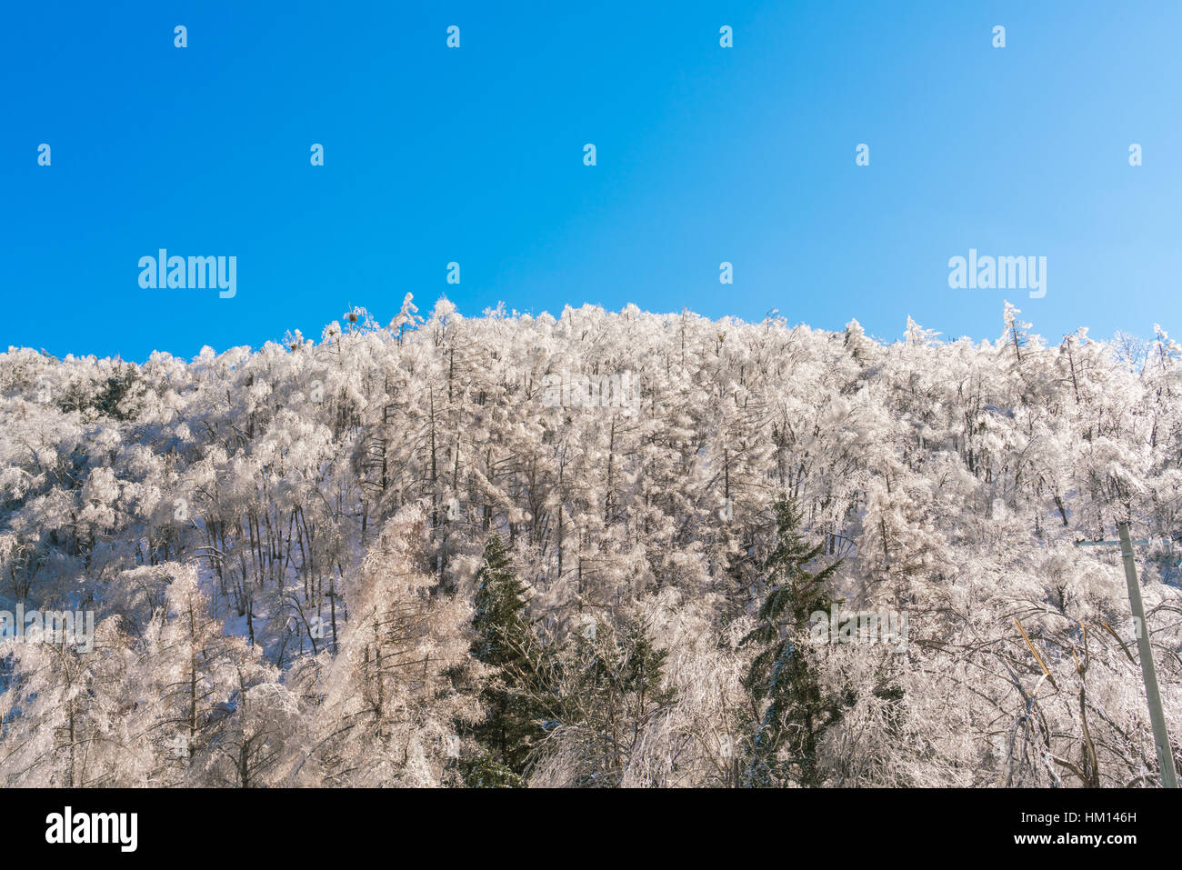 Frozen trees in winter with blue sky Stock Photo - Alamy