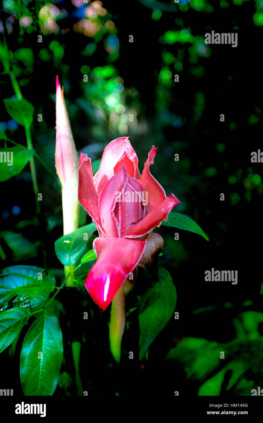 Amazon Jungle in Peru. Photos captured while on a jungle trip to the ...