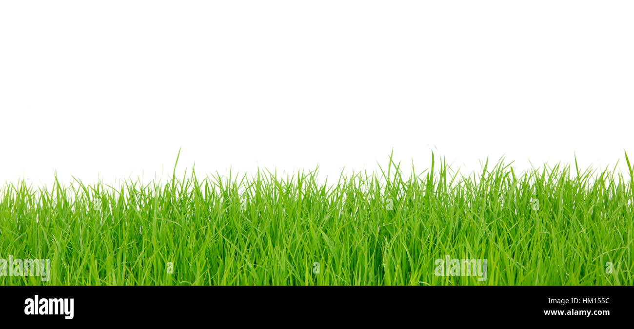 fresh spring green grass isolated on white background Stock Photo - Alamy