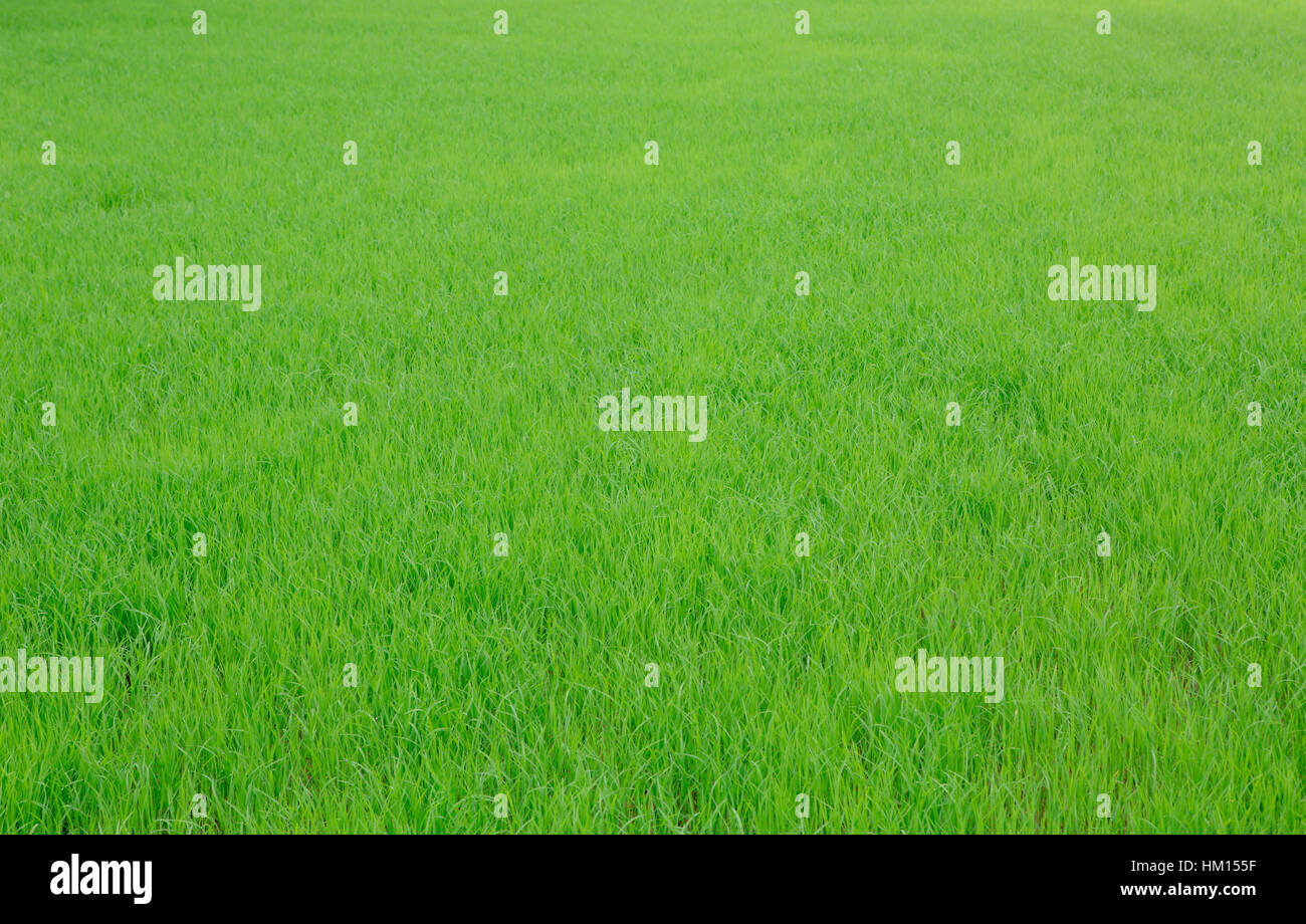 Image of fresh spring green grass Stock Photo - Alamy
