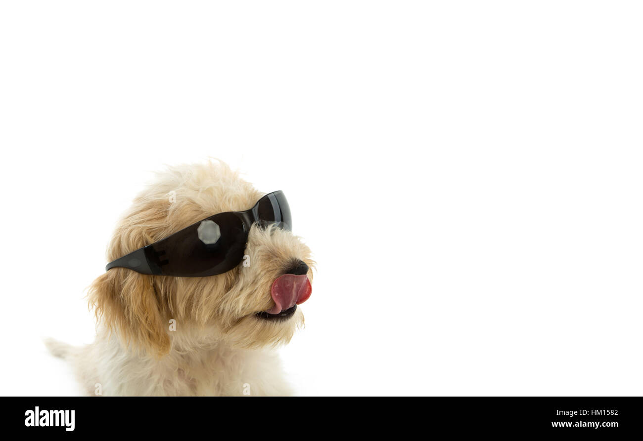 Puppy dog in the glass isolated on white background Stock Photo - Alamy