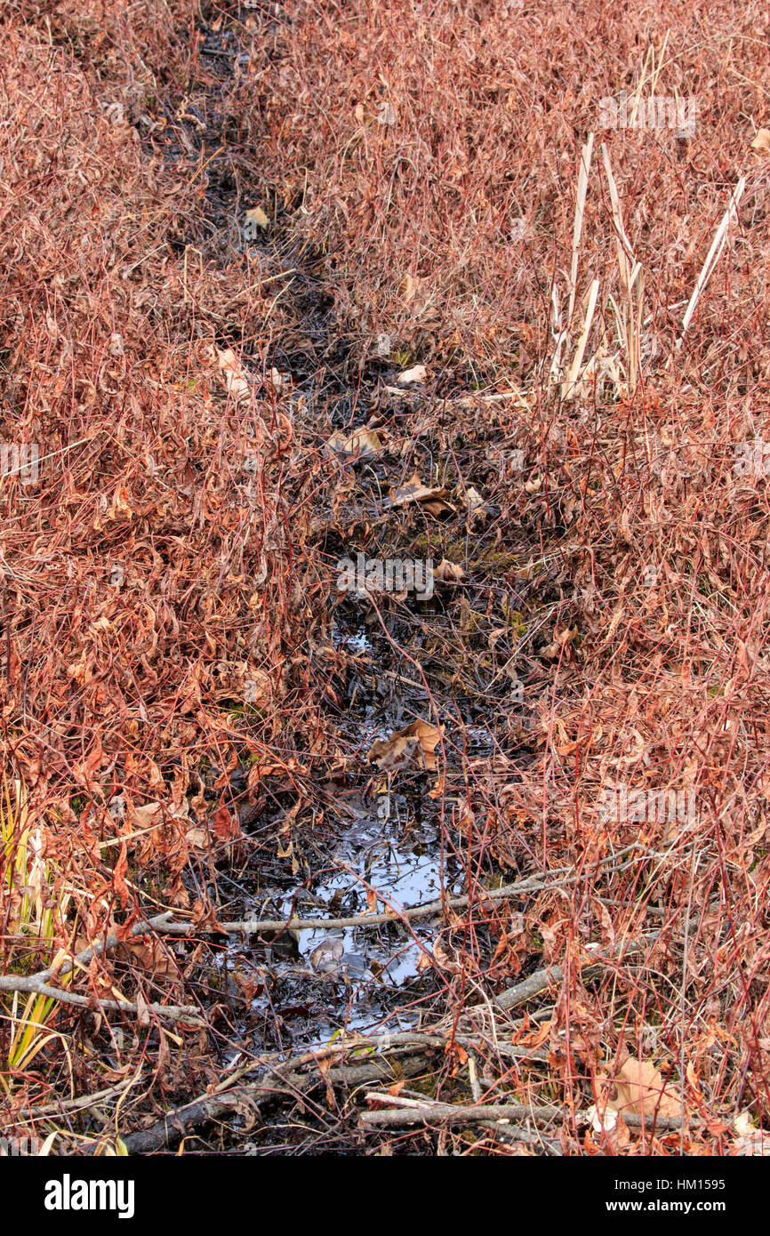 Game plants hires stock photography and images Alamy