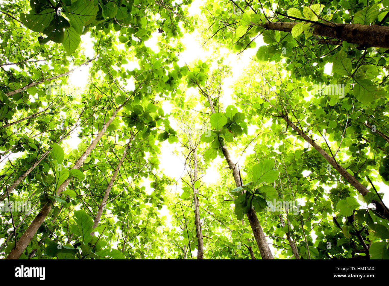 Green forest with sunlight Stock Photo - Alamy