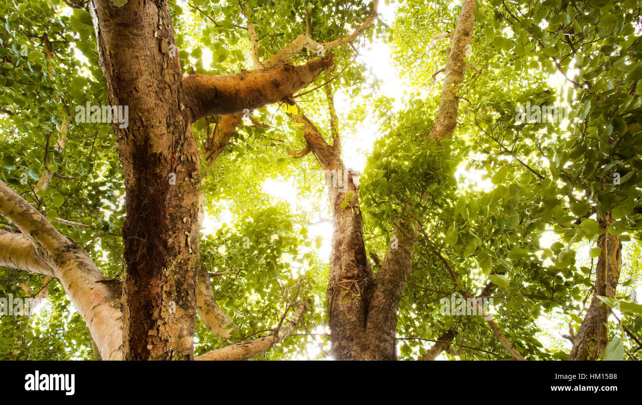 Green forest with sunlight Stock Photo - Alamy