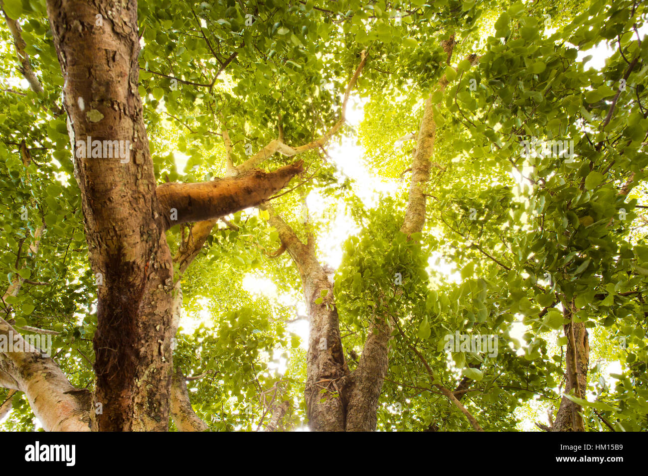 Green forest with sunlight Stock Photo - Alamy