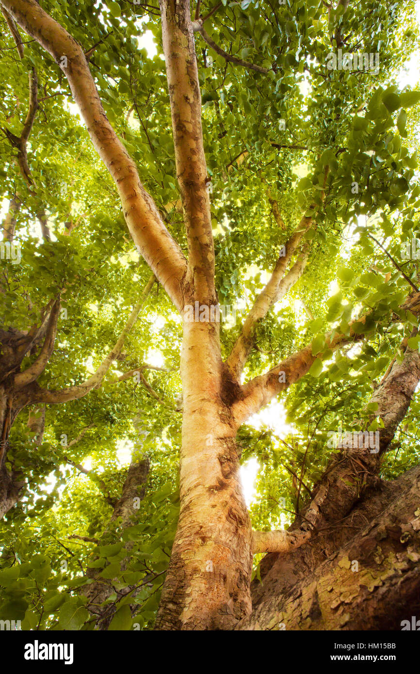 Green forest with sunlight Stock Photo - Alamy
