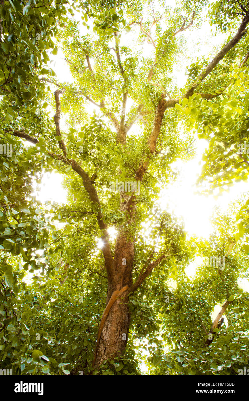Green forest with sunlight Stock Photo - Alamy