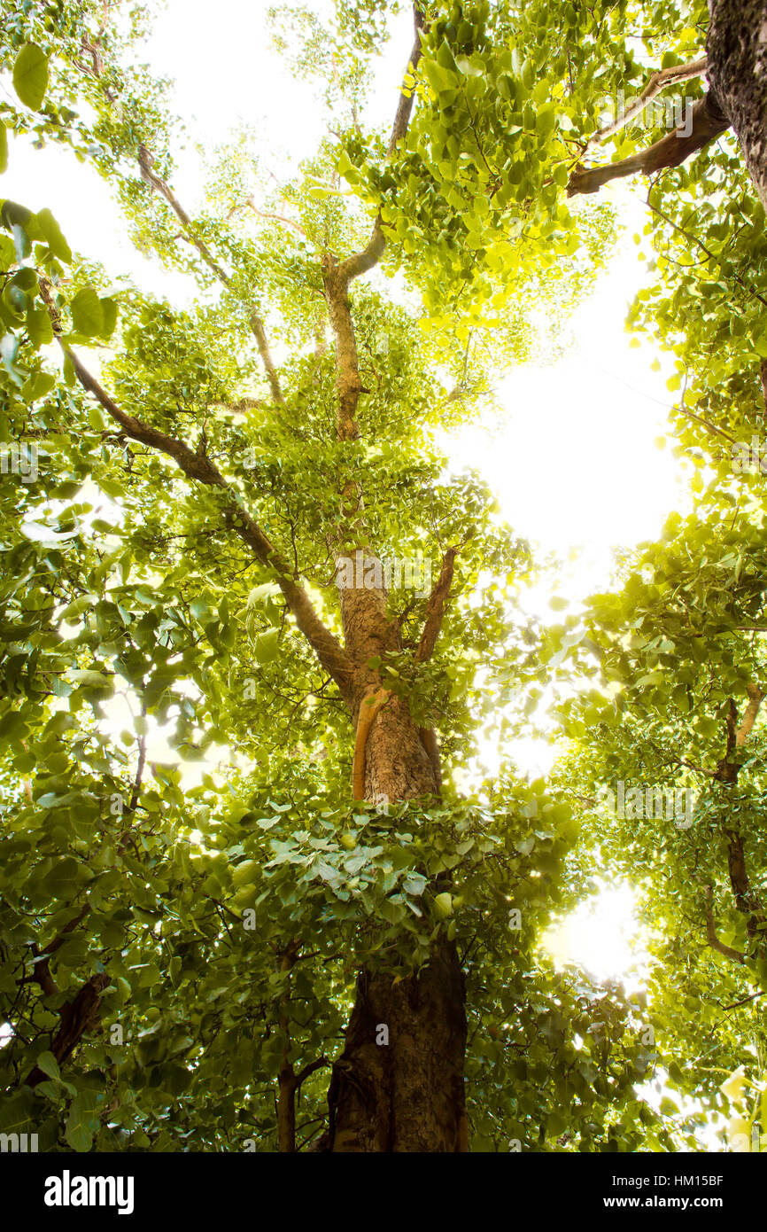 Green forest with sunlight Stock Photo - Alamy