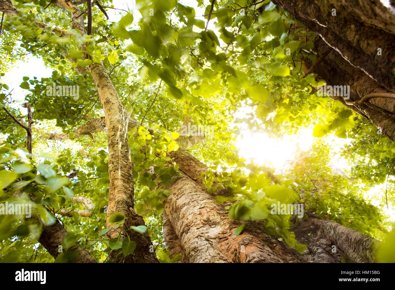 Green forest with sunlight Stock Photo - Alamy