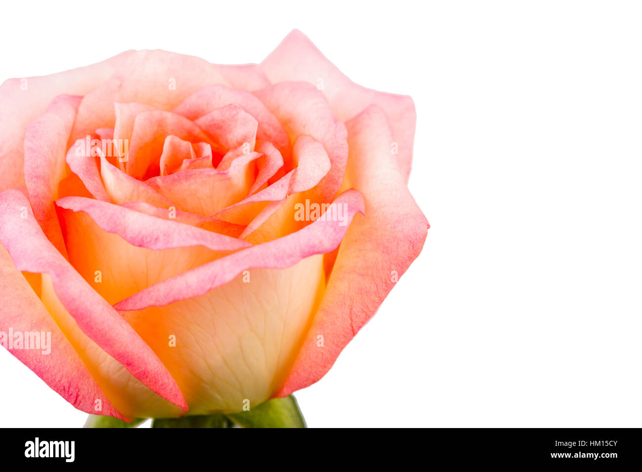 Beautiful pink rose isolated on white background Stock Photo - Alamy
