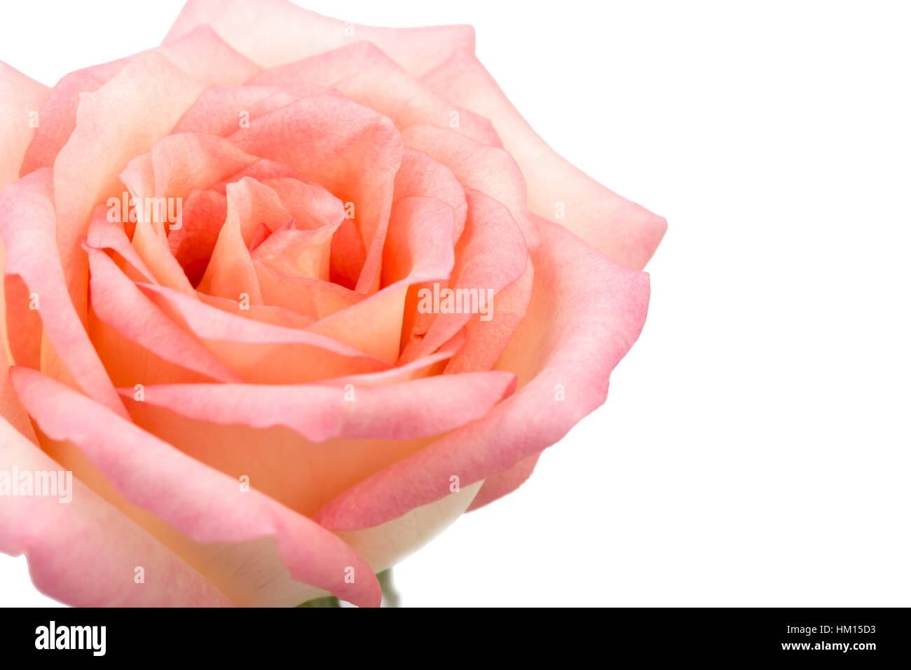 Beautiful pink rose isolated on white background Stock Photo - Alamy