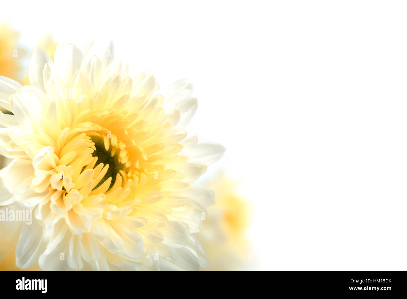 Beautiful white Flower Isolated on White Background Stock Photo - Alamy