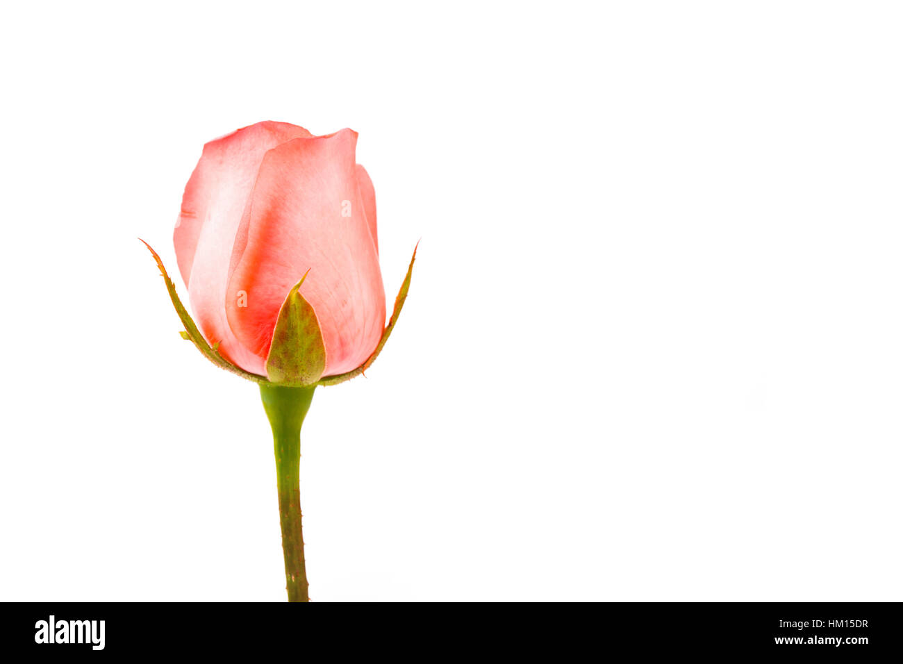 Beautiful pink rose isolated on white background Stock Photo - Alamy