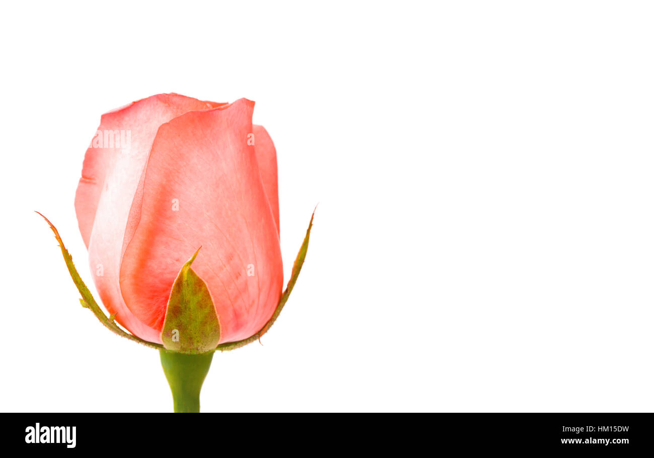 Beautiful pink rose isolated on white background Stock Photo - Alamy