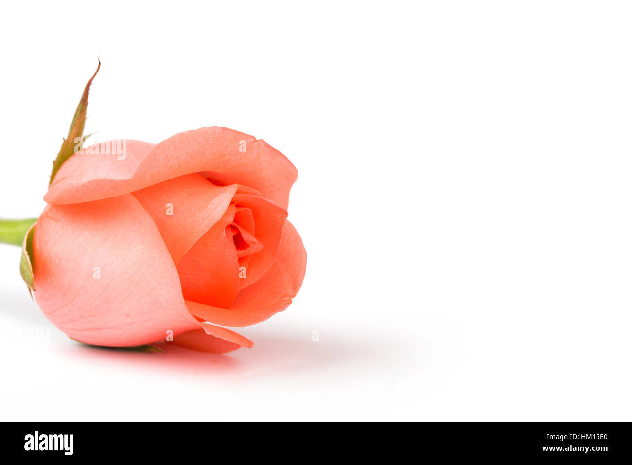 Beautiful pink rose isolated on white background Stock Photo - Alamy