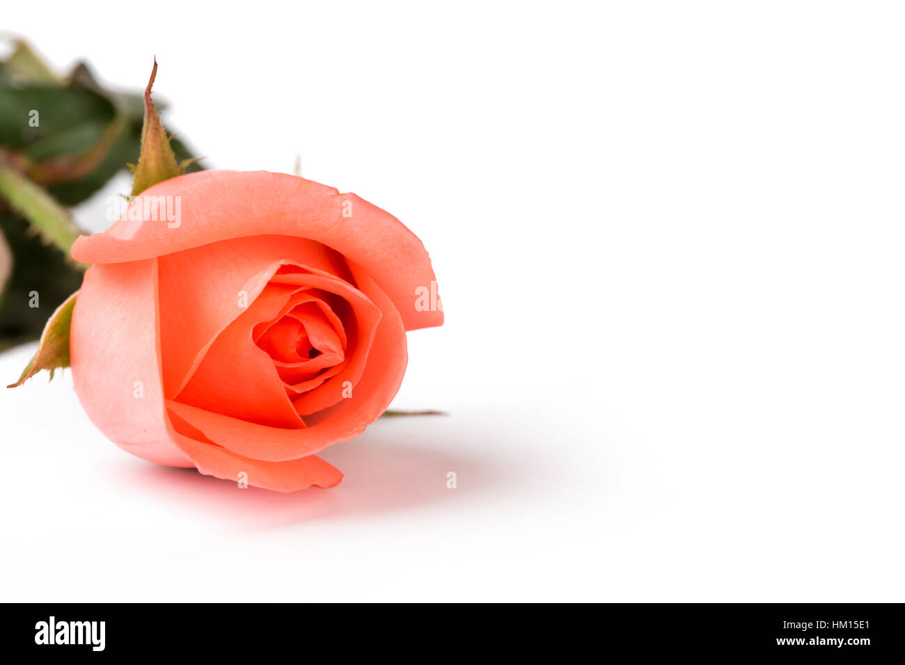 Beautiful pink rose isolated on white background Stock Photo - Alamy