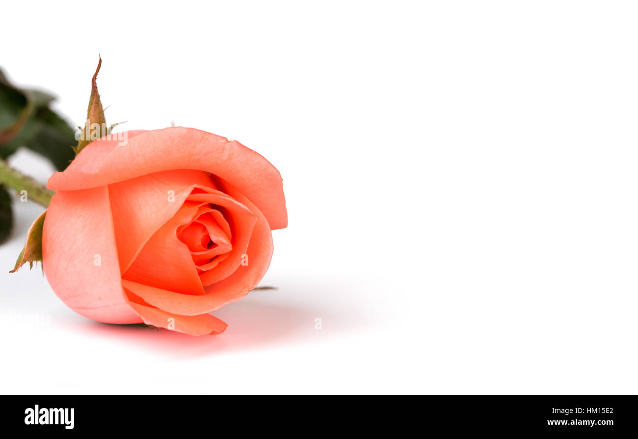 Beautiful pink rose isolated on white background Stock Photo - Alamy