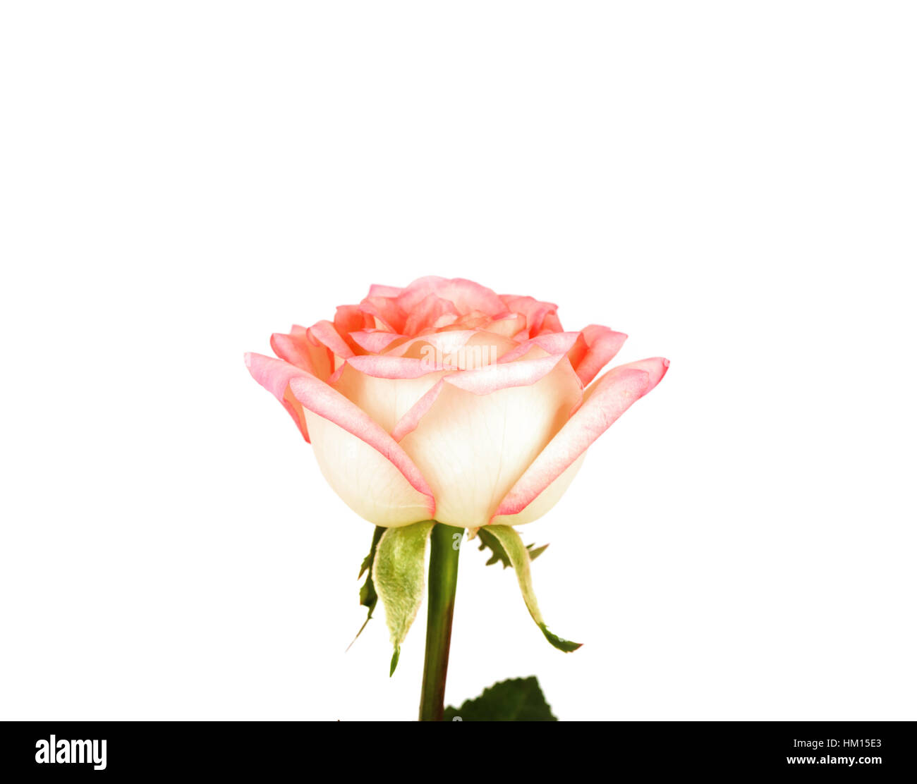 Beautiful pink rose isolated on white background Stock Photo - Alamy