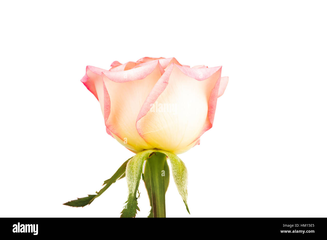 Beautiful pink rose isolated on white background Stock Photo - Alamy