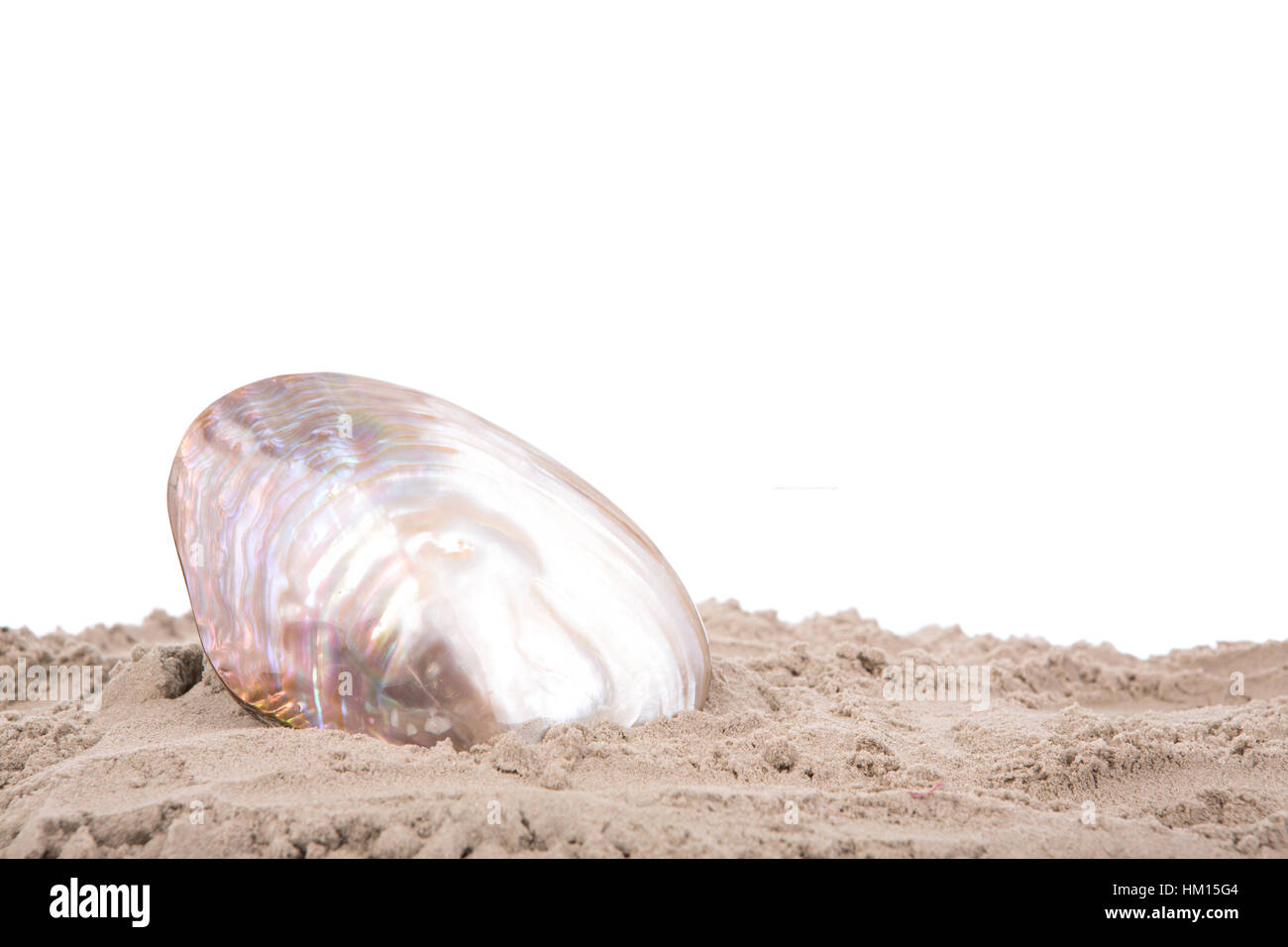 Shell on the beach Stock Photo - Alamy