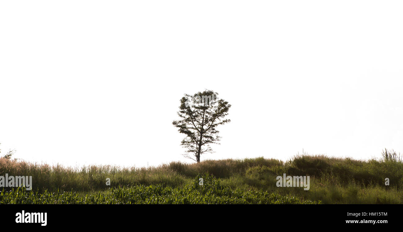 landscape with trees isolated on white background Stock Photo - Alamy