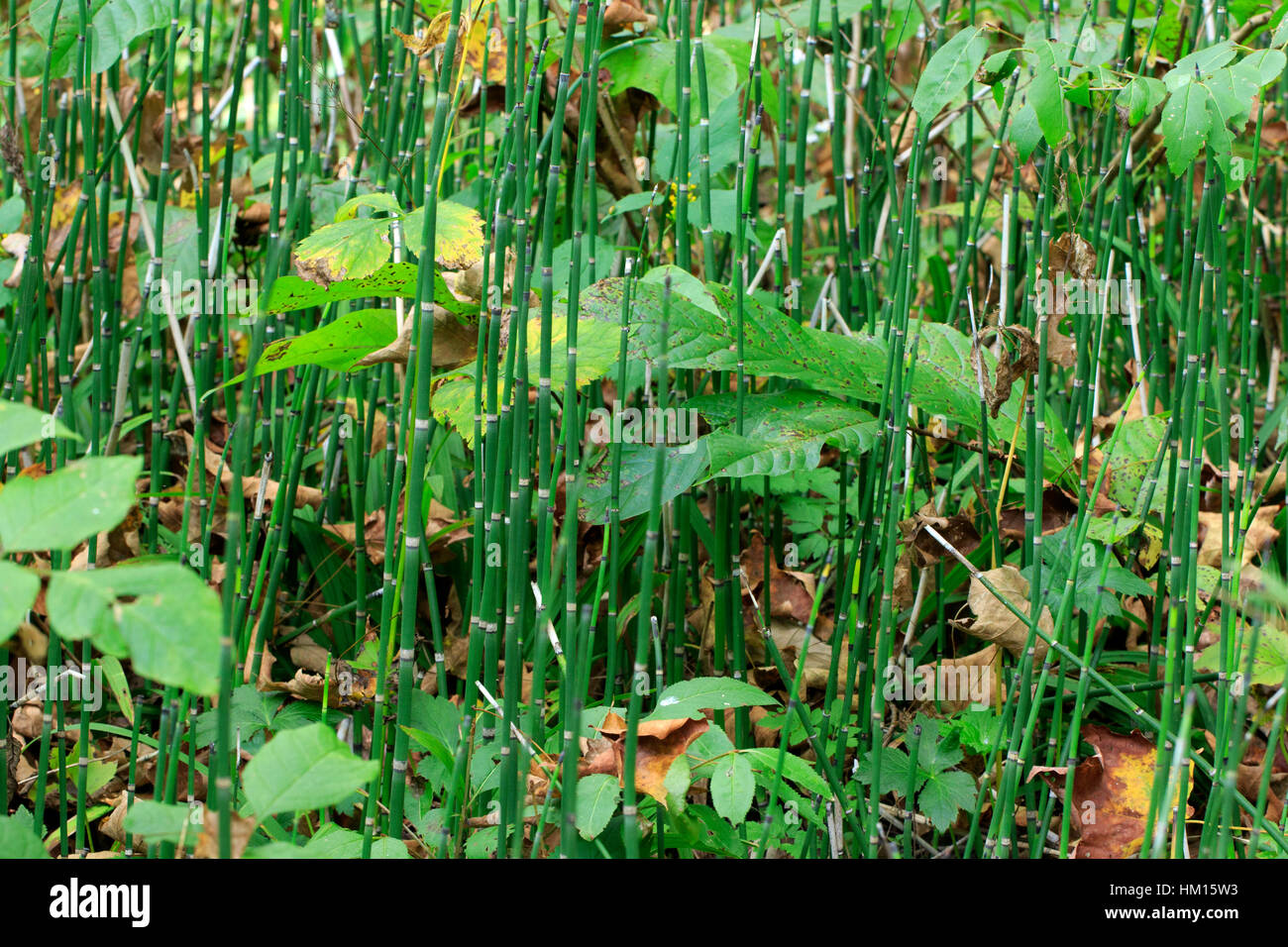 Old horsetail (Equisetum sp.) growing along river bank. Stock Photo