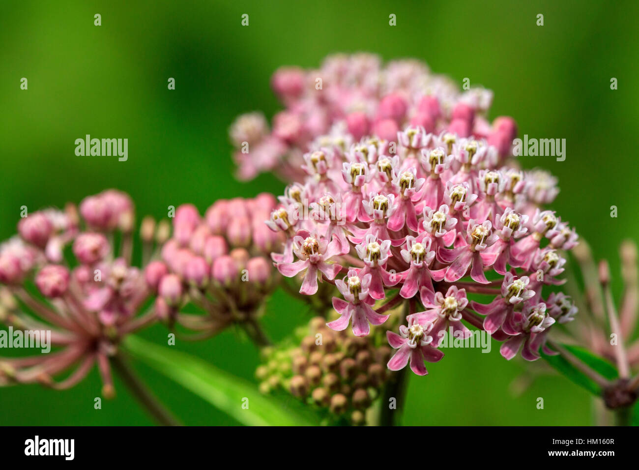 Common milkweed hires stock photography and images Alamy