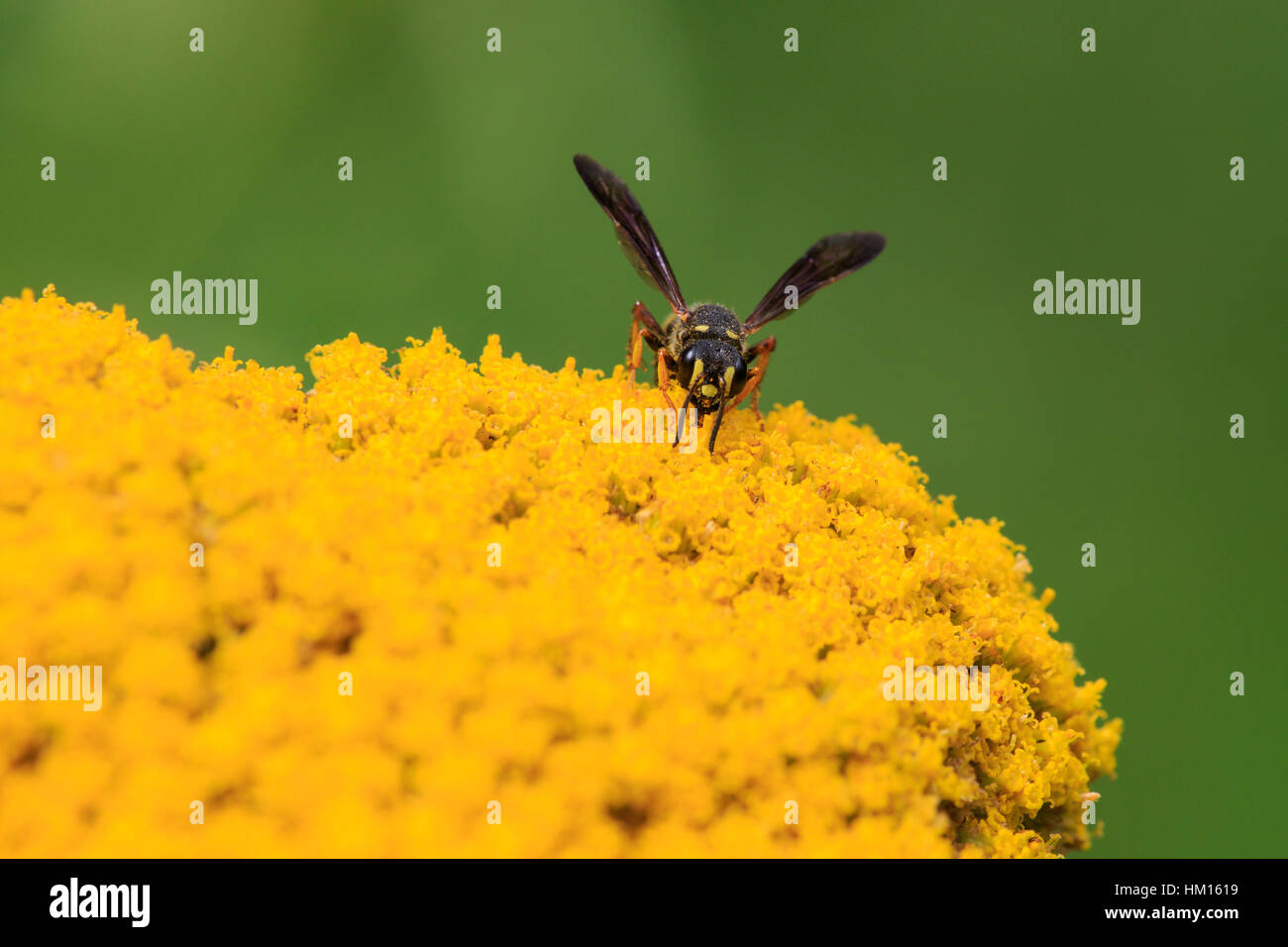 Weevil wasp (Cerceris sp.) on yellow flower. Stock Photo