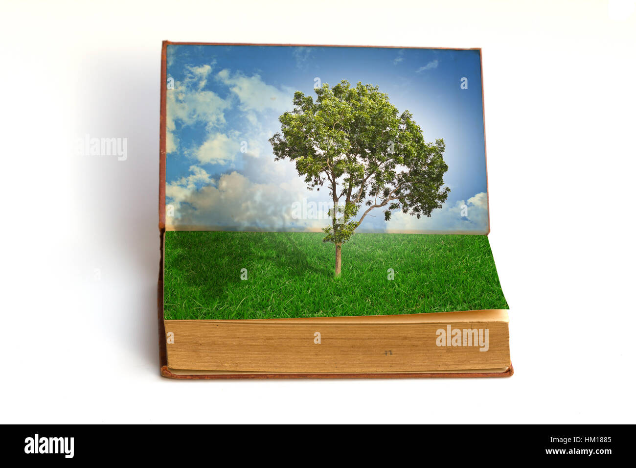 Tree growing from a book Stock Photo Alamy