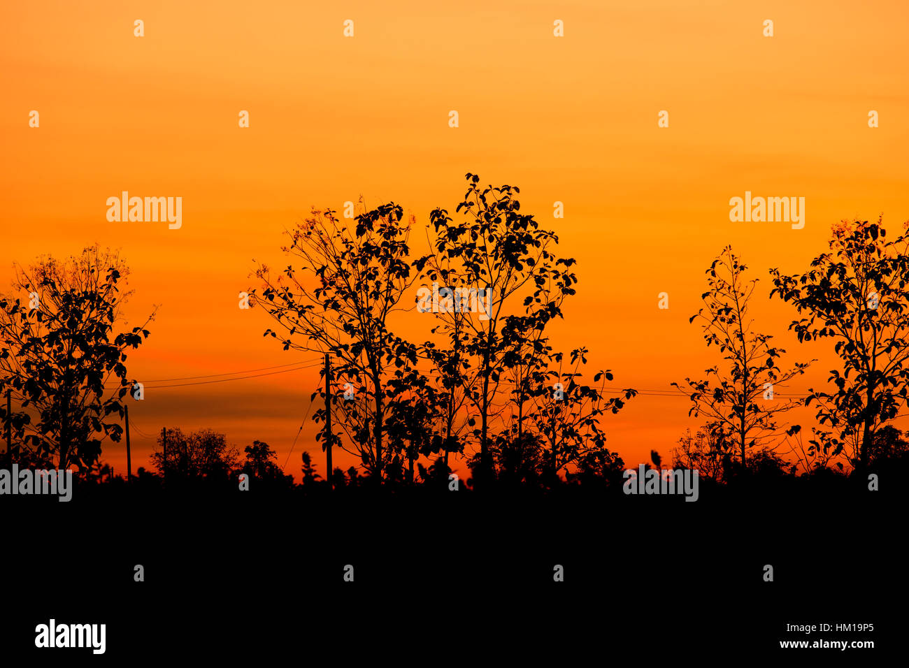 Silhouette of big tree with sky at sunset Stock Photo - Alamy