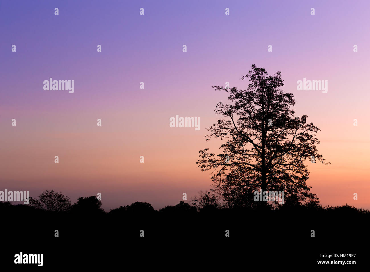 Silhouette of big tree with sky at sunset Stock Photo - Alamy