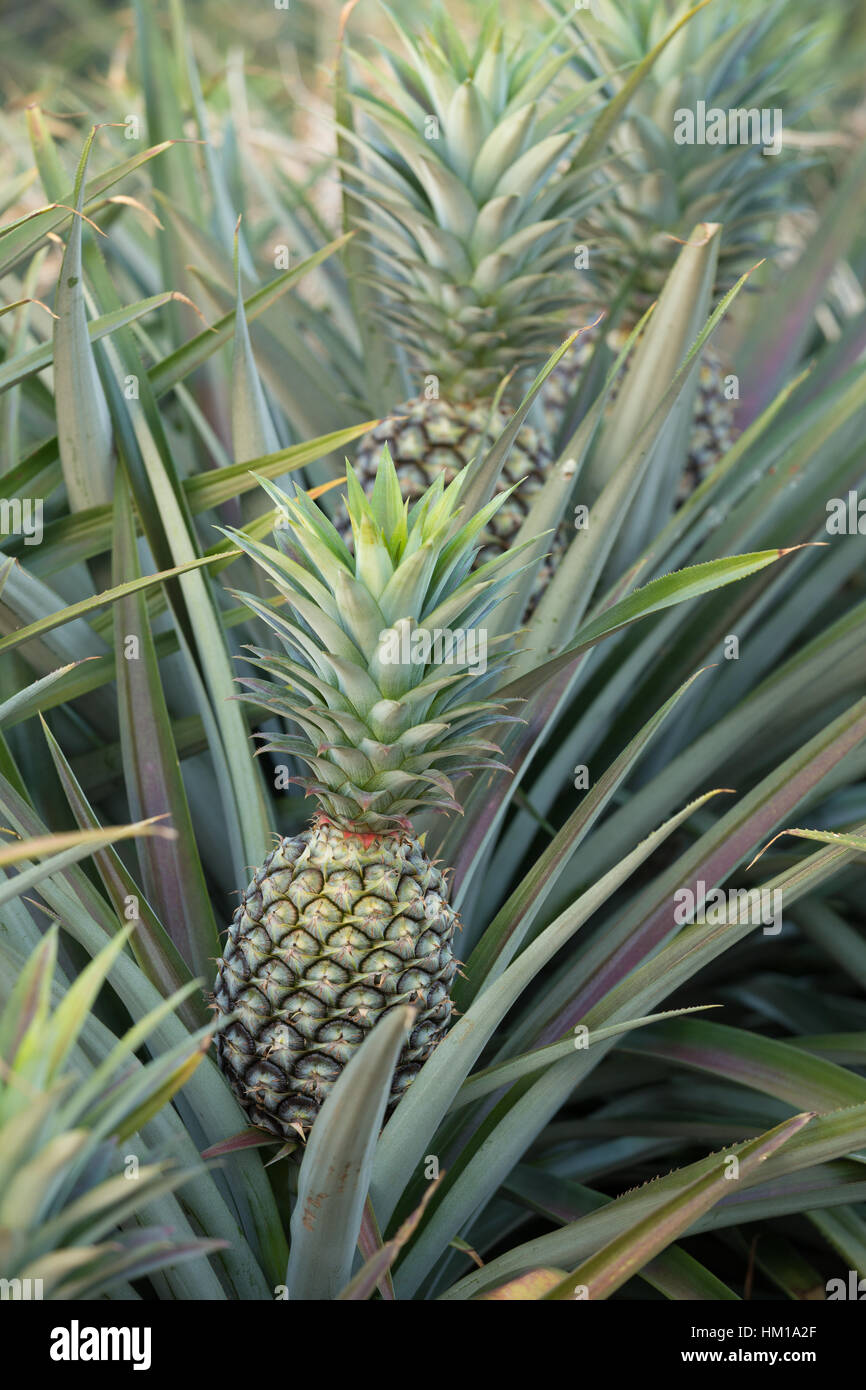 Pineapple plant, tropical fruit growing in a farm, Thailand Stock Photo ...