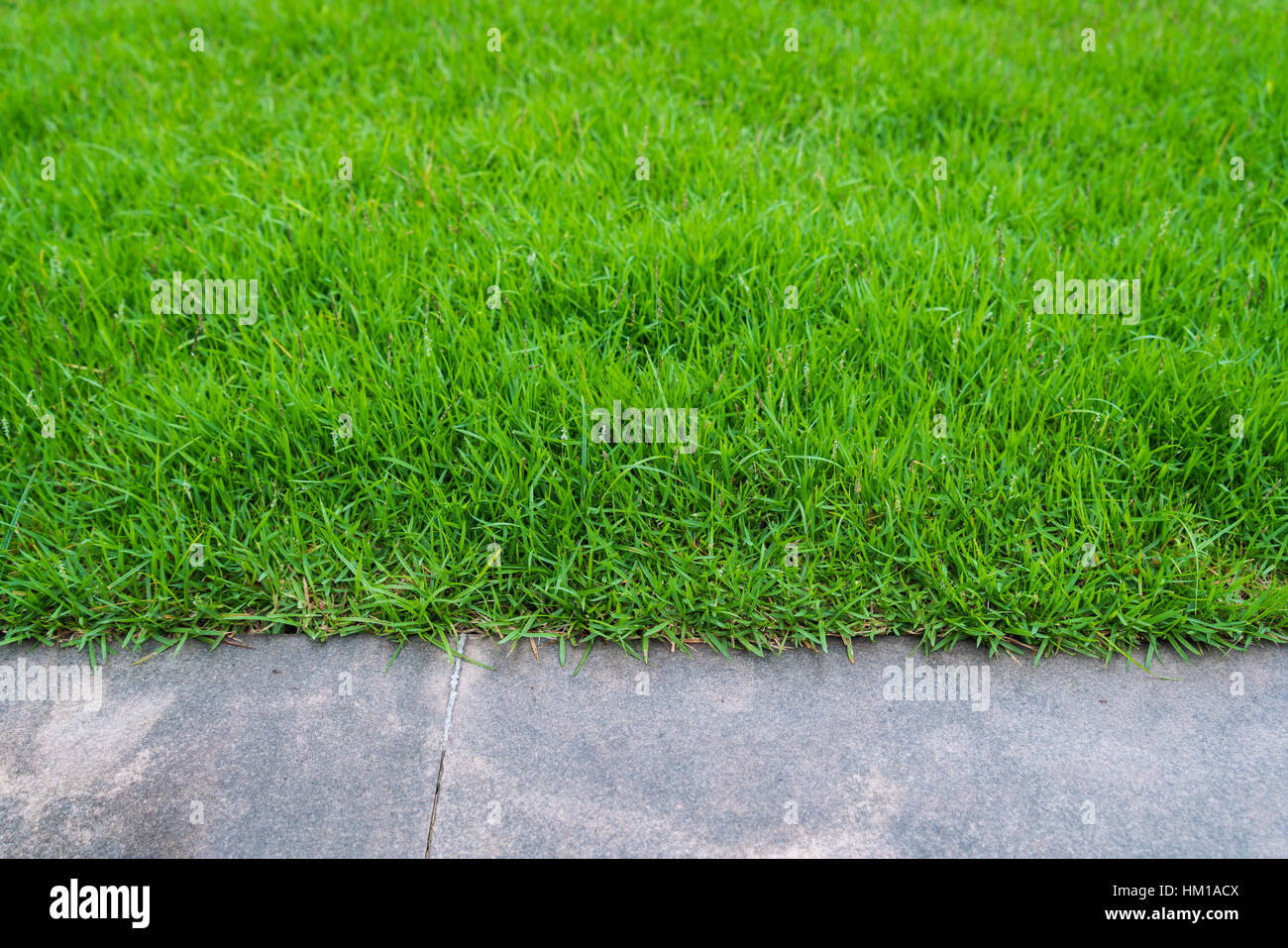 The Walk path in the park with green grass Stock Photo - Alamy