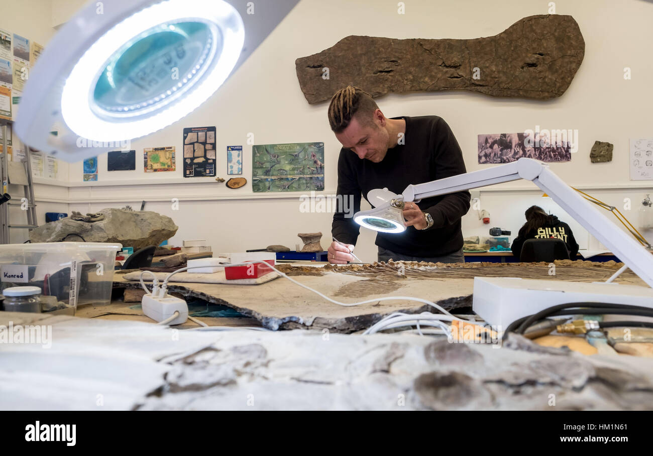 Braunschweig, Germany. 26th Jan, 2017. Paleoontologist Ralf Kosma at work  in the Natural History Museum in Braunschweig, Germany, 26 January 2017.  The bones of extremely rare dinosaurs are currently being examined in