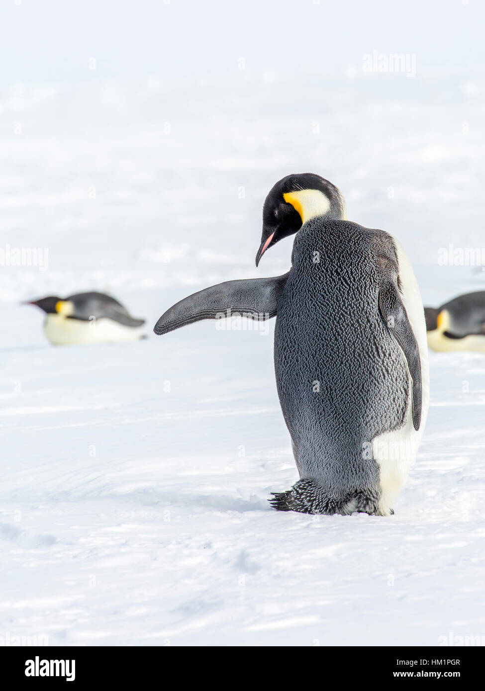 Gould Bay, Weddell Sea, Antarctica. 18th Nov, 2016. The image is of an Emperor Penguin caught mid-flight exercising neck and wing muscles. However it is beside the route of Emperor Penguins travelling the ten miles to open sea for feeding purposes. So the scene is reminiscent of a traffic cop directing the sledging Emperors seen in the background. *PLEASE NOTE LIVE NEWS RATES APPLY* Credit: Roger Clark/Alamy Live News Stock Photo