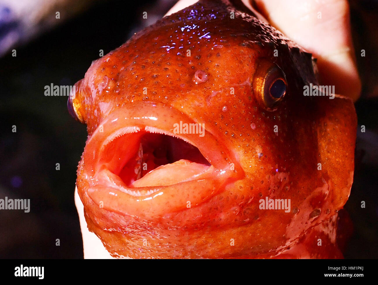 Berlin, Germany. 01st Feb, 2017. A male lumpfish, christened Donald Trump by visitors, swims in his aquarium in Sea Life Berlin in Berlin, Germany, 01 February 2017. The orange colouring is a sign of the large-mouthed fish's receptiveness and he will now be brought together with a female. Photo: Jens Kalaene/dpa-Zentralbild/dpa/Alamy Live News Stock Photo
