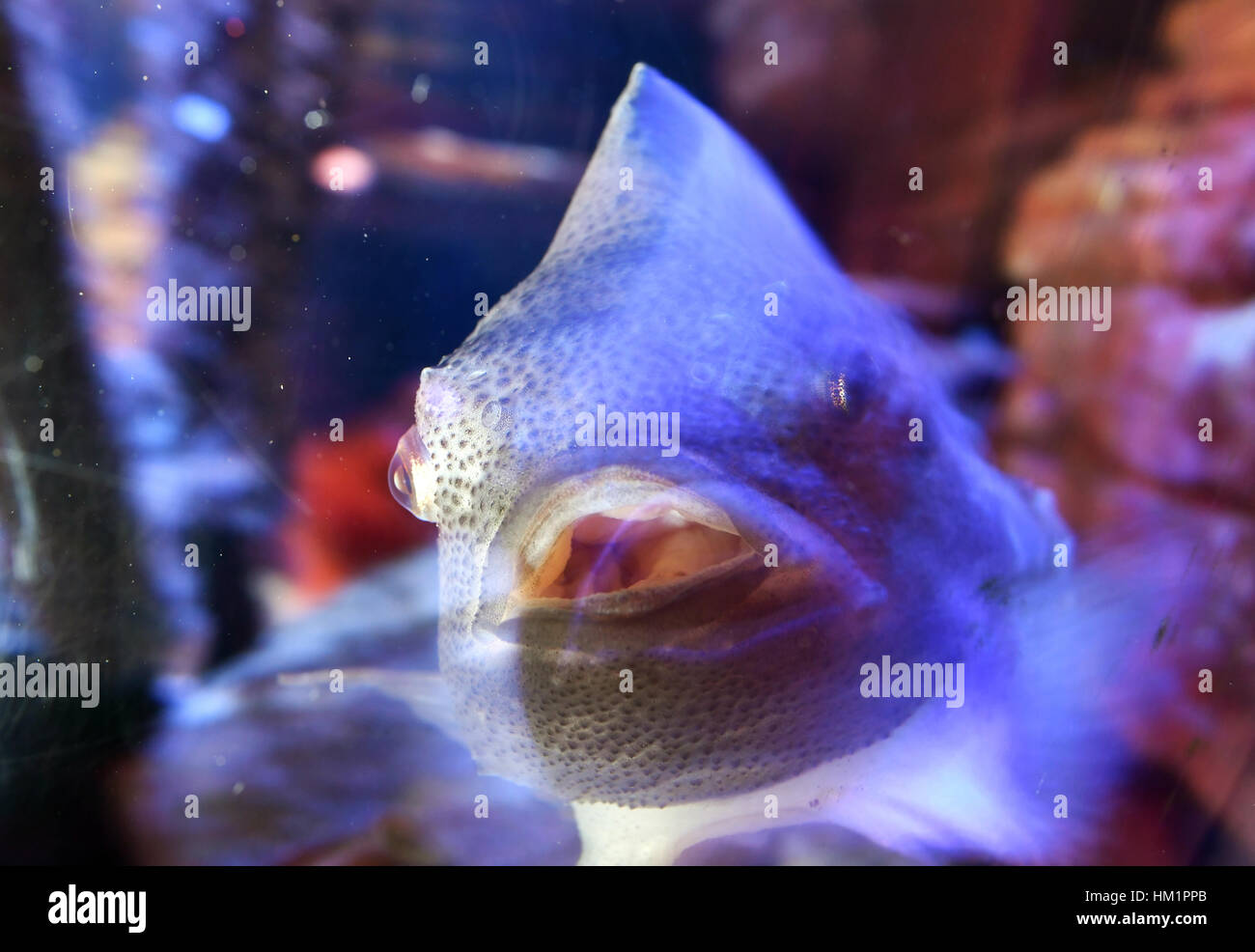 Berlin, Germany. 01st Feb, 2017. A female lumpfish swims in its aquarium in Sea Life Berlin in Berlin, Germany, 01 February 2017. Photo: Jens Kalaene/dpa-Zentralbild/dpa/Alamy Live News Stock Photo